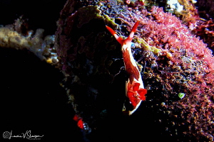 Nembrotha chamberlaini/Photographed with a Tokina 10-17 m... by Laurie Slawson 